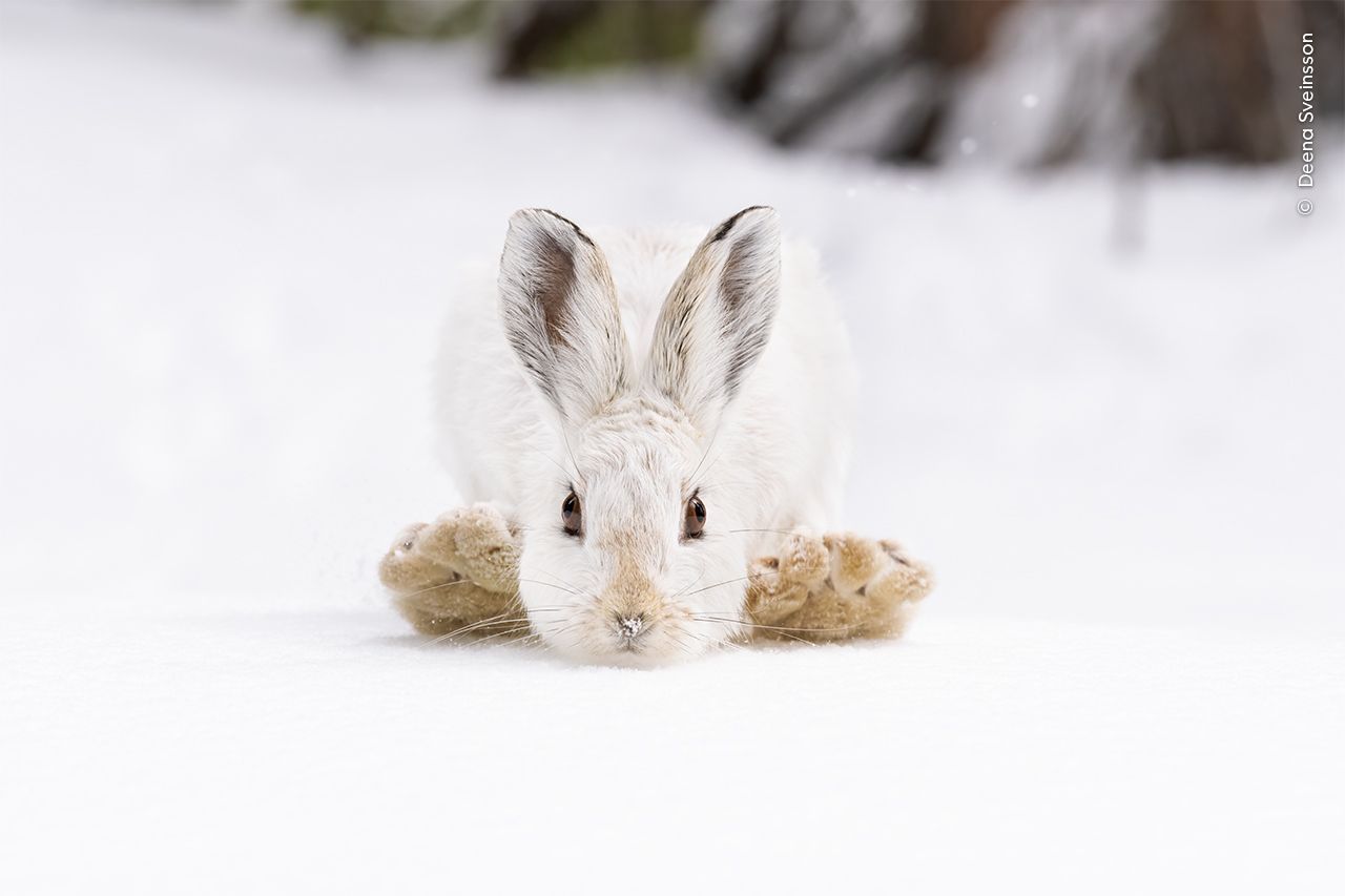 Wildlife Photographer of the Year 2023. Snímky nominované na cenu veřejnosti People Choice Award