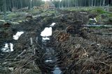Hnutí Duha požaduje, aby devastaci lesů na Modravské hoře prověřila Česká inspekce životního prostředí a co nejrychleji zabránila dalším podobným škodám.