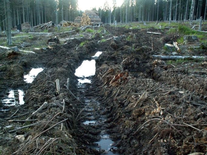 Vyježděné koleje v Národním parku Šumava