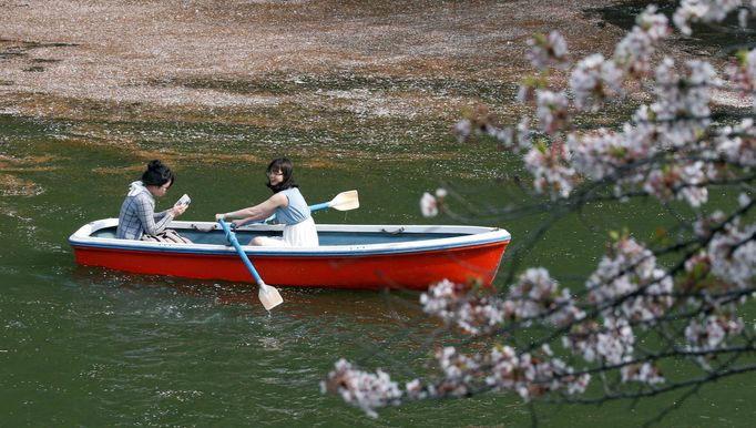 Hanami, Japonsko