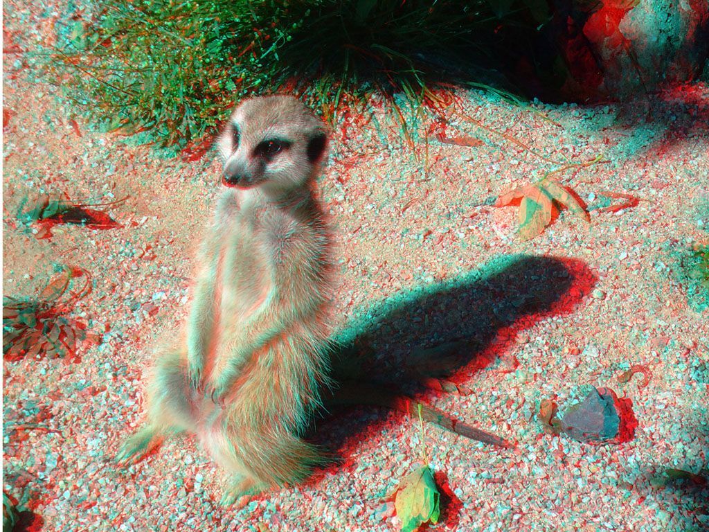 ZOO 3D