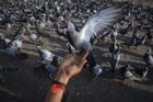 Opeřenci ve válce o Kašmír. V indické vazbě skončil i podezřelý holub s vazbami na Pákistán
