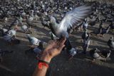 Krmení holubů poblíž hotelu Tádž Mahal v Bombaji.