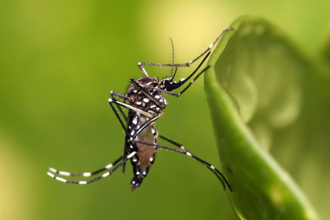 Komár Aedes aegypti.