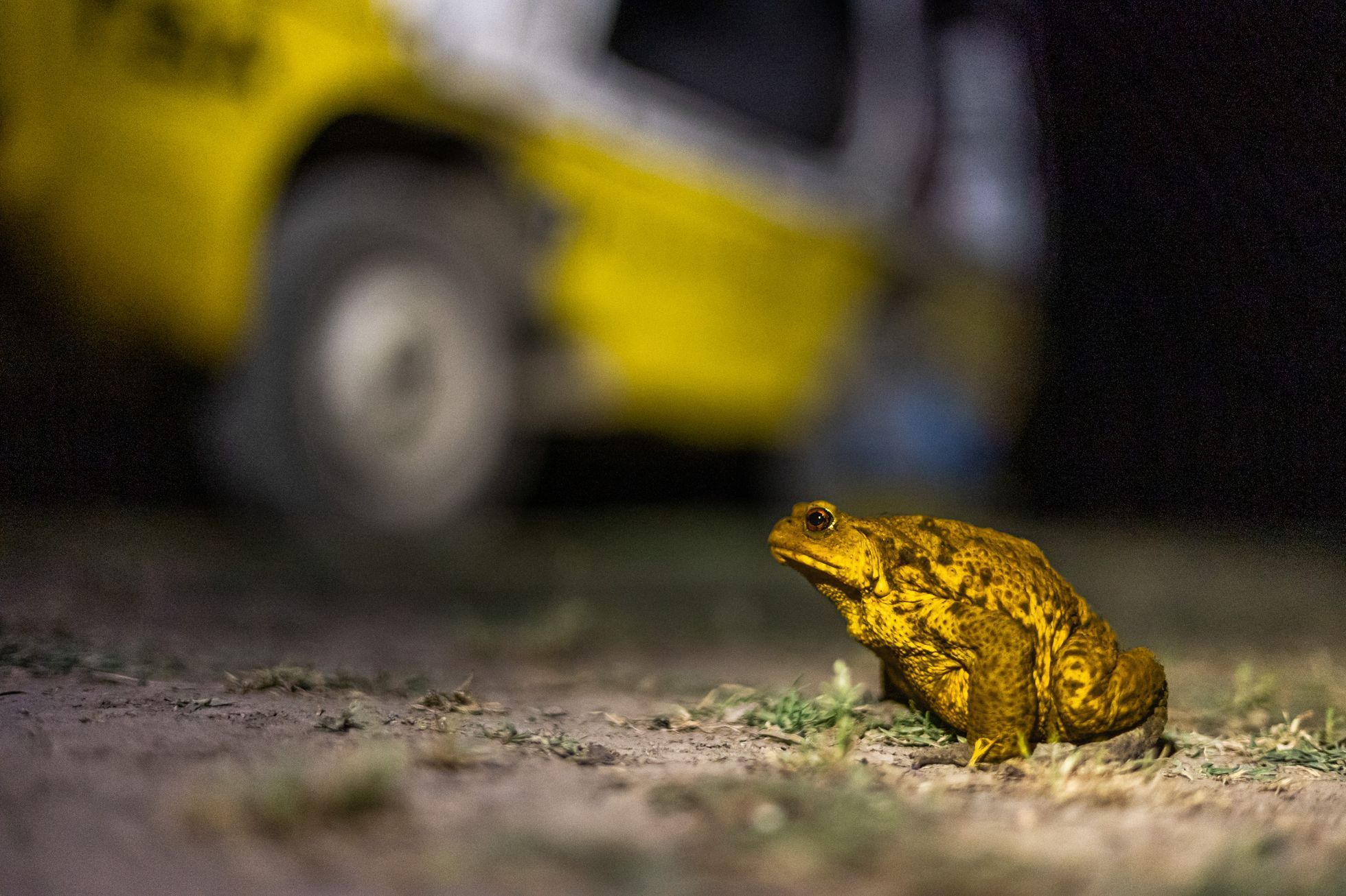 Dan Přibáň, žlutá žába, Irán volume II, příběh 8