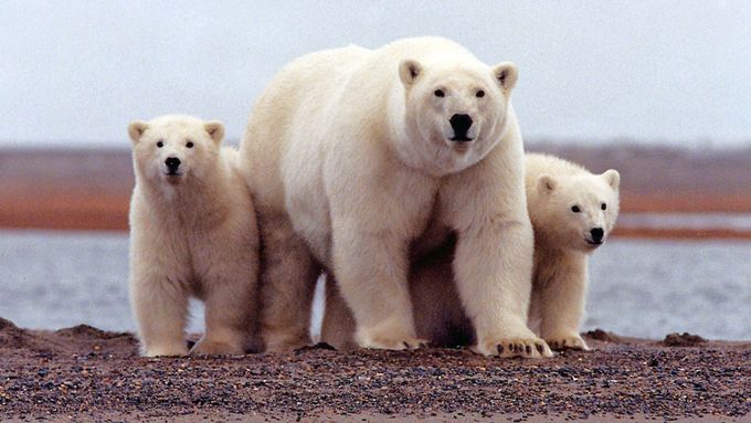 Chránění lední medvědi v Arktické národní přírodní rezervaci