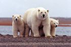 Lední medvědi v ohrožení. Trumpův úřad chce povolit těžbu v aljašské rezervaci