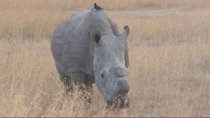 Když jenom v JAR mizí víc jak tisíc zvířat ročně, tak to lze nazvat genocidou, říká šéf Zoo Dvůr Králové Přemysl Rabas. Kriticky ohrožený druh nosorožce severního bílého lze podle něj ještě zachránit