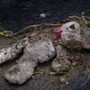 Počet obětí přívalových dešťů ve Střední Americe vzrostl (Salvador)
