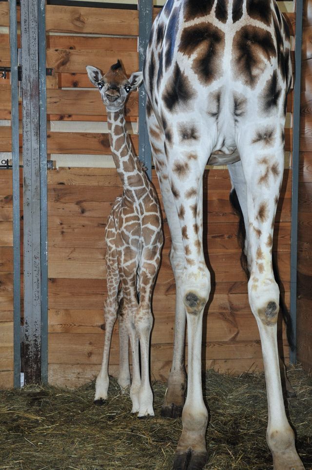 Žirafy v pražské zoo