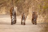 „Rád bych v budoucnu přispěl svým dílem alespoň k pokusu o stabilizaci populace tygrů, jejich stavy jsou velmi nízké,“ říká fotograf.