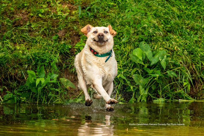 Vtipné fotky domácích mazlíčků: vítězové soutěže Mars Petcare Comedy Pet Photo Awards 2020