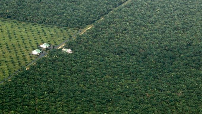 Plantáž, ze které se získává palmový olej - Indonésie.