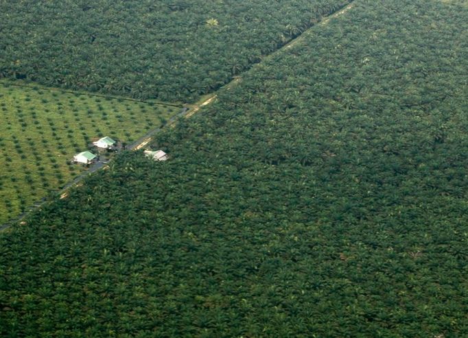 Plantáž, ze které se získává palmový olej - Indonésie.