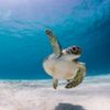 První snímky z letošního ročníku soutěže Nikon Comedy Wildlife Awards