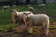 Pes napadl na Zlínsku stádo ovcí, 23 jich zardousil