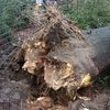 Strom ve Zlíně spadl na lidi