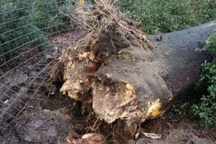 Dřevorubce srazil při kácení strom, na místě zemřel