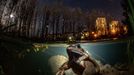 Vítězové soutěže Underwater Photographer of the Year 2021