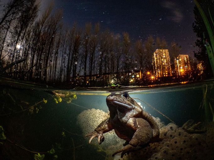 Vítězové soutěže Underwater Photographer of the Year 2021