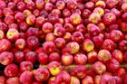 Makro prodávalo polská jablka s pesticidy, zjistila inspekce