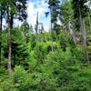 Šumava, Hamerský potok, Vydra