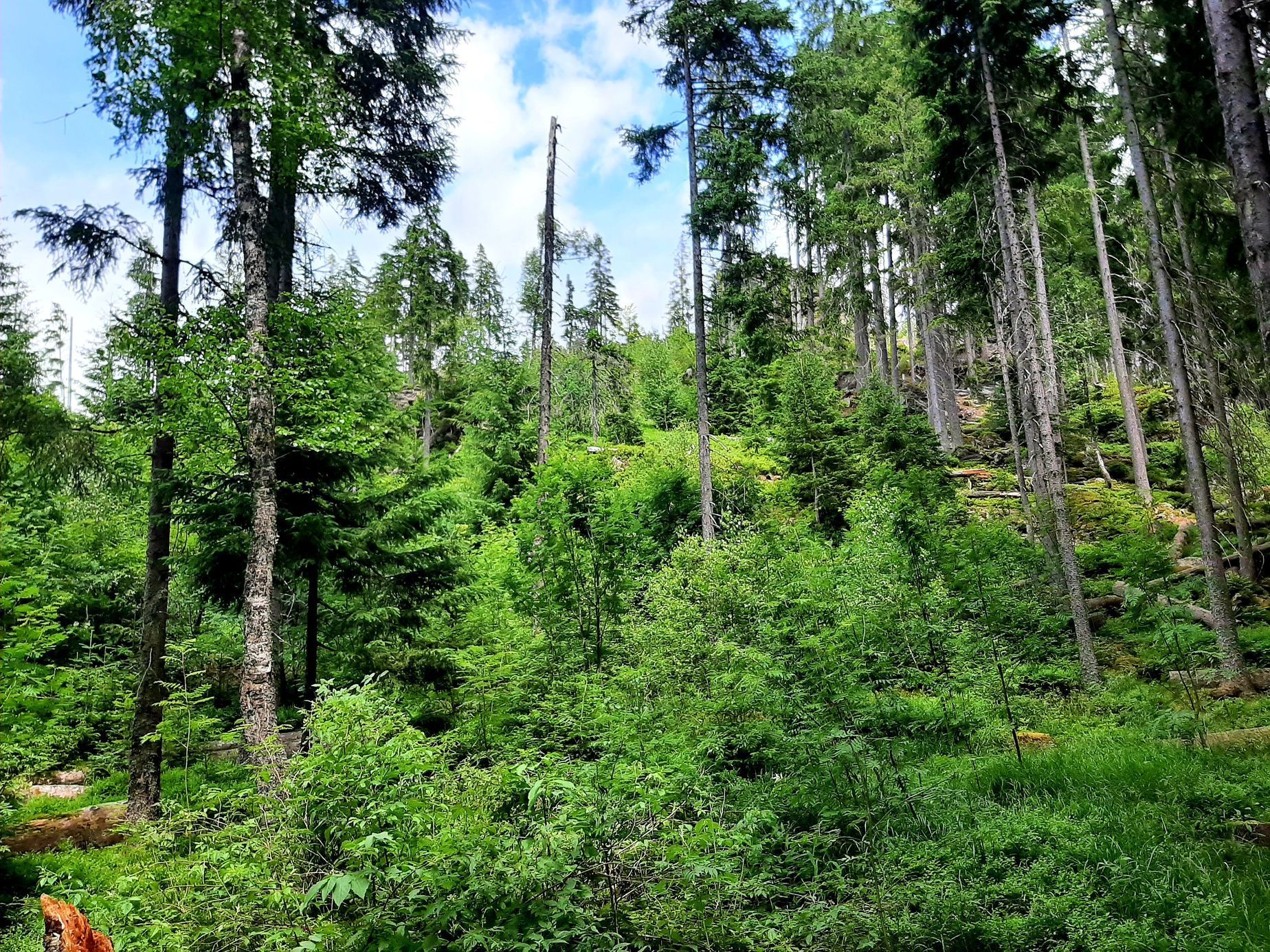 Šumava, Hamerský potok, Vydra