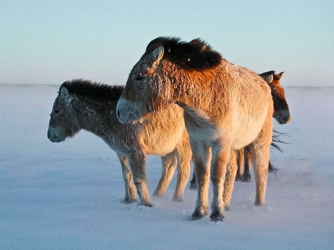 Koně Převalského v Mongolsku