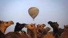 A hot air balloon carrying tourists flies over camels for sale at Pushkar Fair in the desert Indian state of Rajasthan November 22, 2012. Many international and domestic tourists throng to Pushkar to witness one of the most colourful and popular fairs in India. Thousands of animals, mainly camels, are brought to the fair to be sold and traded. REUTERS/Danish Siddiqui (INDIA - Tags: ANIMALS SOCIETY TPX IMAGES OF THE DAY) Published: Lis. 22, 2012, 3:44 odp.