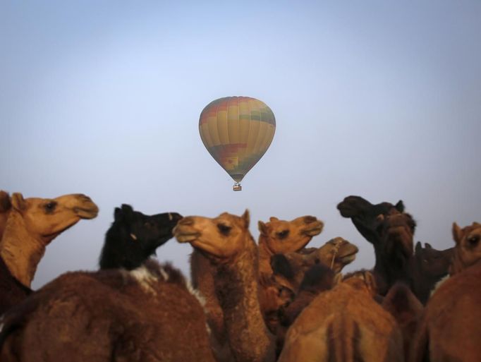 A hot air balloon carrying tourists flies over camels for sale at Pushkar Fair in the desert Indian state of Rajasthan November 22, 2012. Many international and domestic tourists throng to Pushkar to witness one of the most colourful and popular fairs in India. Thousands of animals, mainly camels, are brought to the fair to be sold and traded. REUTERS/Danish Siddiqui (INDIA - Tags: ANIMALS SOCIETY TPX IMAGES OF THE DAY) Published: Lis. 22, 2012, 3:44 odp.