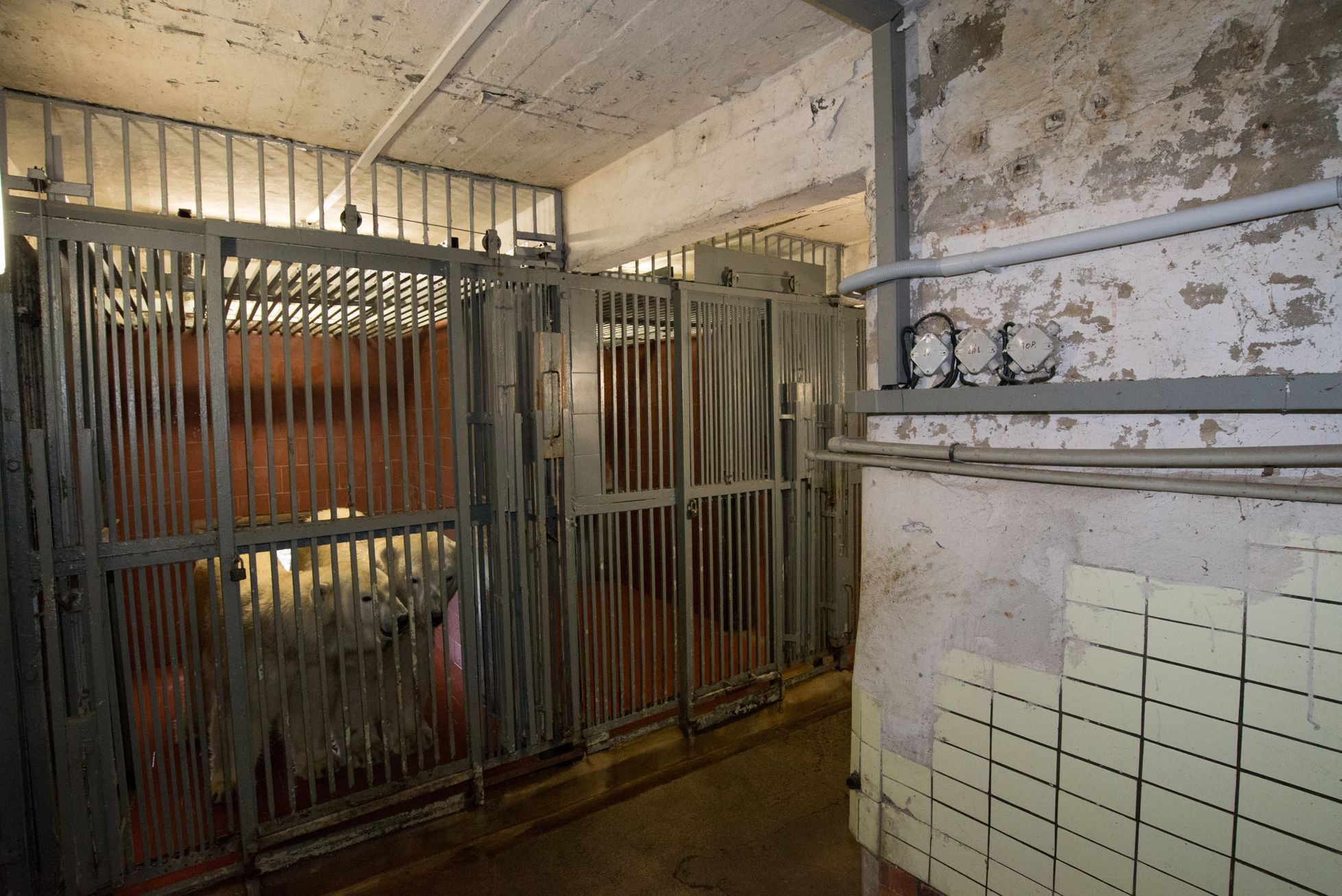 Zoo Praha lední medvědi výběh