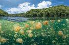 Třetí místo v kategorii Širokoúhlá fotografie: Oleg Gaponyuk (Rusko) - Záplava medúz. Snímek byl pořízen v Republice Palau. (Canon EOS 5D Mark IV, Canon EF 8-15 mm, ISO 800, f/16, 1/125 s, podvodní pouzdro Nauticam).