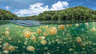 Třetí místo v kategorii Širokoúhlá fotografie: Oleg Gaponyuk (Rusko) - Záplava medúz. Snímek byl pořízen v Republice Palau. (Canon EOS 5D Mark IV, Canon EF 8-15 mm, ISO 800, f/16, 1/125 s, podvodní pouzdro Nauticam).