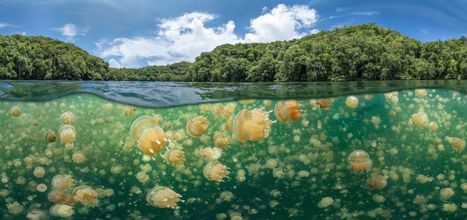 Vítězové soutěže Underwater Photographer of the Year 2021