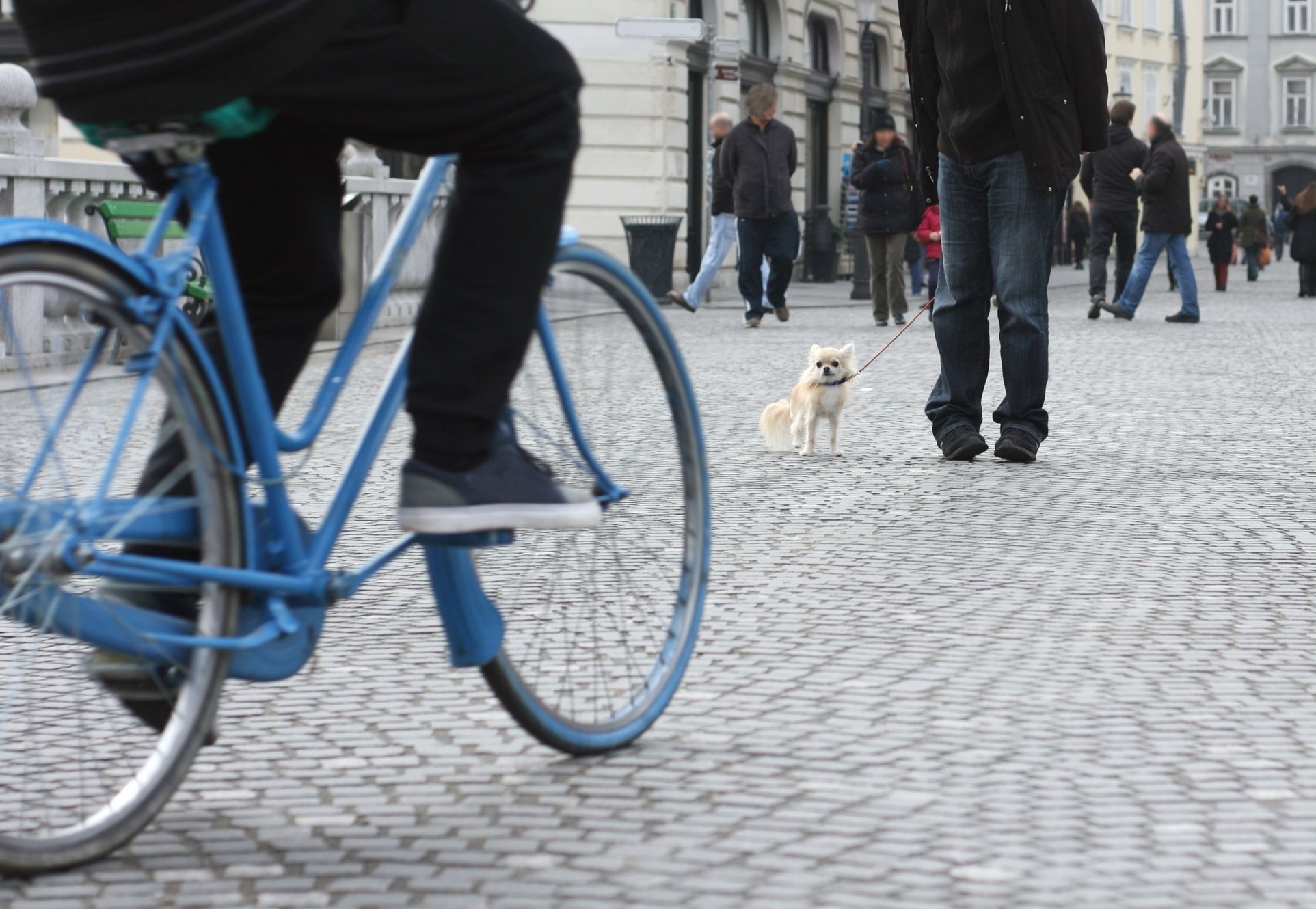 Muž na kole a pes