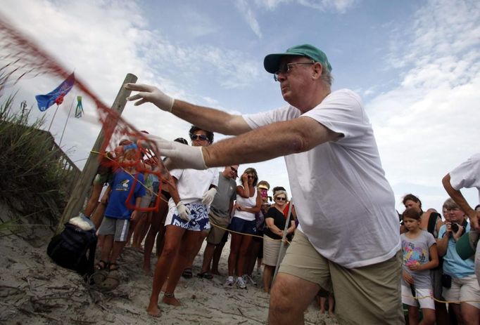 South Carolina United Turtle Enthusiasts (SCUTE), head coordinator Phil Schneider removes a protective fencing before a nest inventory on Pawleys Island, South Carolina August 10, 2012. According to SCUTE, 70% of the eggs hatch and go out to sea where their organization and their volunteers work. The number one predator to the eggs are ghost crabs. Turtle volunteers walk the area's beaches along South Carolina's coast daily during the nesting season, looking for signs of turtle activity and keeping tabs on the progress of the endangered species of turtles that lay their eggs along the coast. Photo taken August 10, 2012. REUTERS/Randall Hill (UNITED STATES - Tags: ANIMALS ENVIRONMENT) Published: Srp. 21, 2012, 12:52 odp.