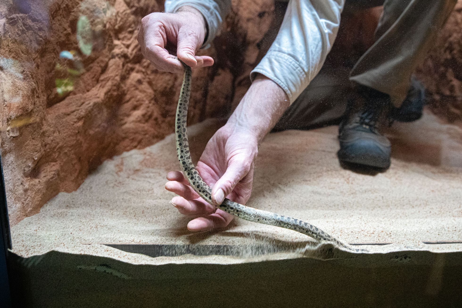 Pražská zoo, nová expozice a pavilon Gobi, koně převalského