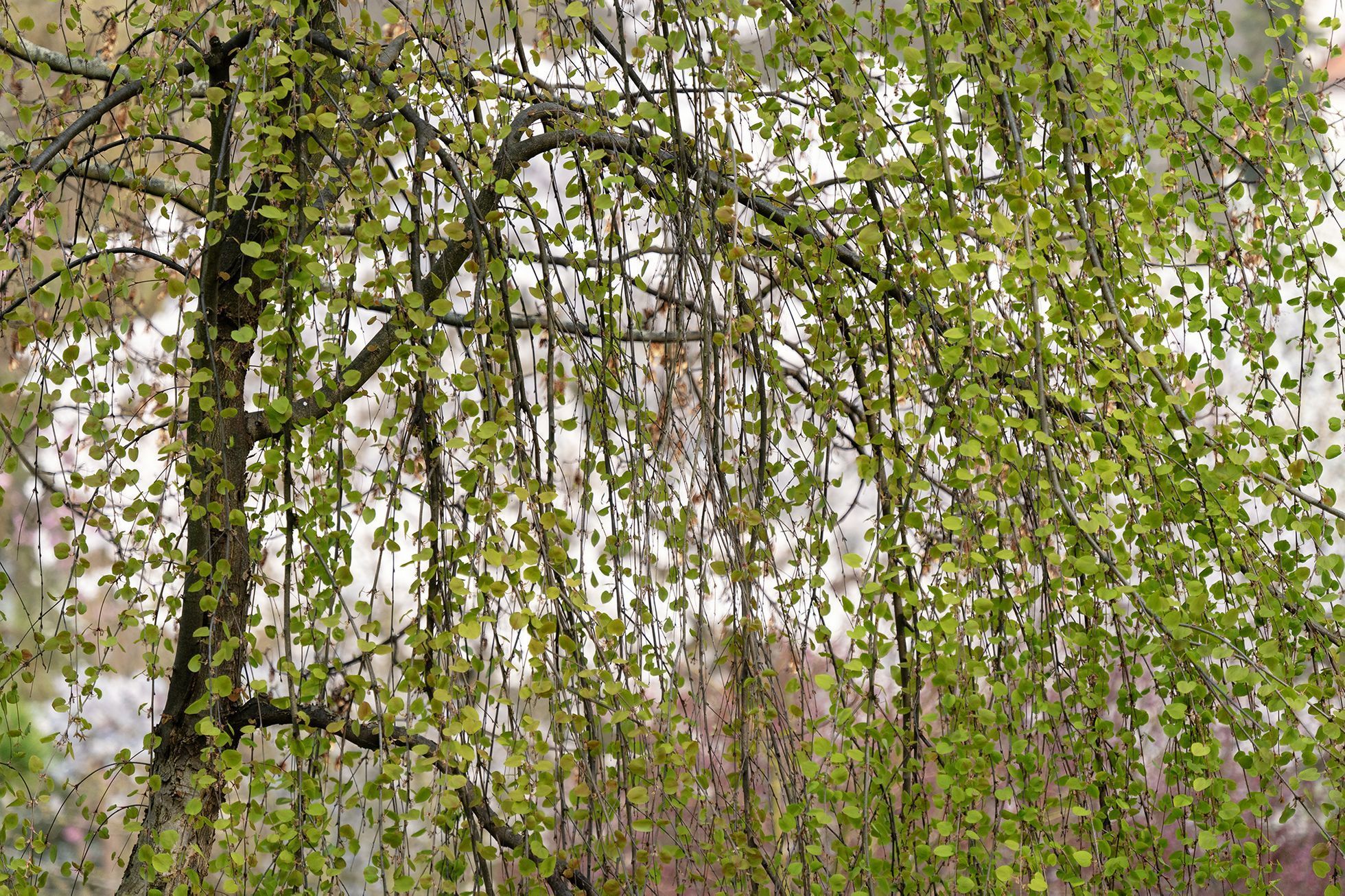 Jaro v pražské Tróji. Sakury v zámeckém parku a botanická zahrada