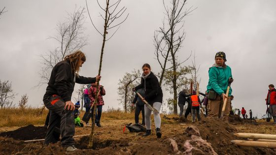 Do krajiny zpustošené po tornádu se vrací stromy. Užije si je až další generace