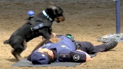 Policejní pes Poncho dokáže resuscitovat člověka. Video se stalo hitem internetu