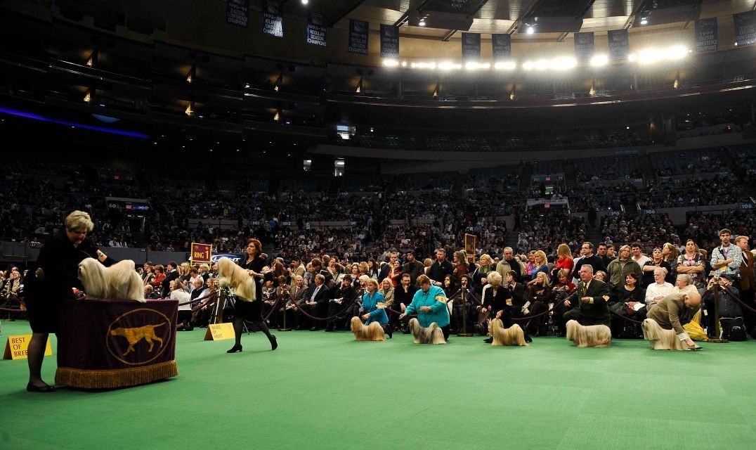 Výstava psů v New Yorku