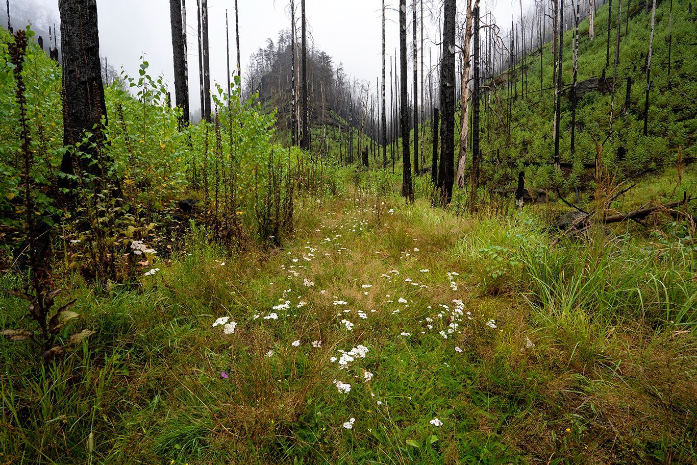 NP České Švýcarsko