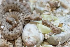 V plzeňské zoo se vylíhlo šest vzácných íránských zmijí pavoučích