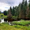 Šumava, Hamerský potok, Vydra