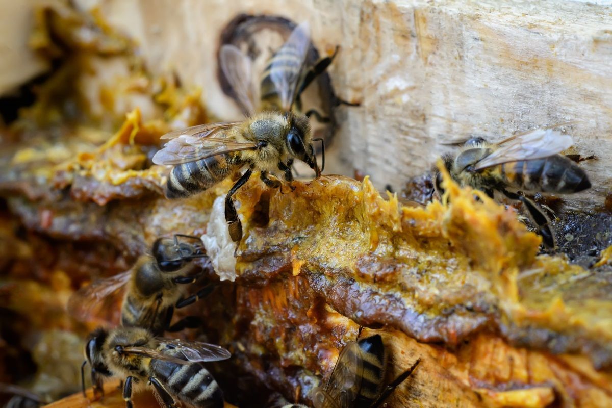 Včely, propolis, včelařství, ilustrační foto