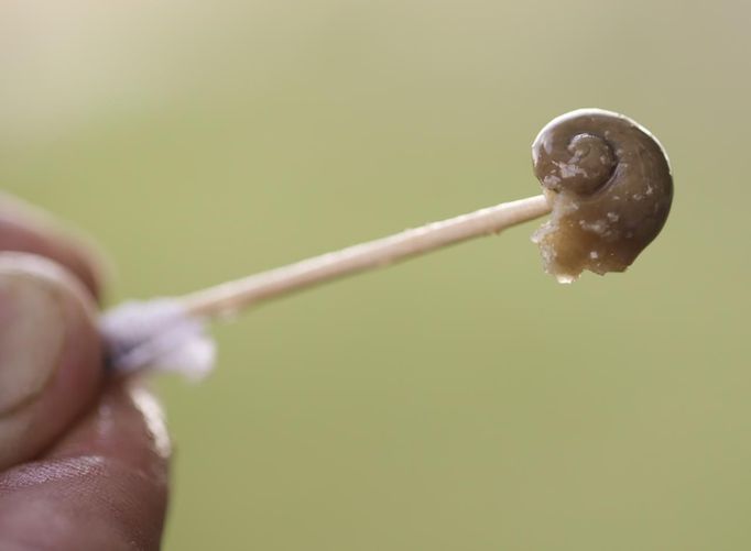 Austrian snail farmer Gugumuck shows snail-liver in his farm in Vienna July 10, 2013. Andreas Gugumuck owns Vienna's largest snail farm, exporting snails, snail-caviar and snail-liver all over the world. The gourmet snails are processed using old traditional cooking techniques and some are sold locally to Austrian gourmet restaurants. Picture taken July 10, 2013. REUTERS/Leonhard Foeger (AUSTRIA - Tags: ANIMALS FOOD SOCIETY) Published: Čec. 16, 2013, 11:11 dop.