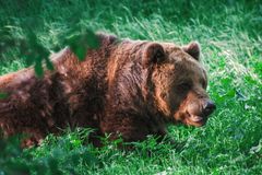 Slovensko schválilo prodej medvědího masa, chce tím zabránit plýtvání