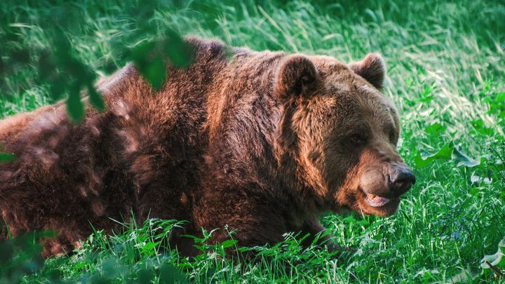 Slovensko schválilo prodej medvědího masa, chce tím zabránit plýtvání; Zdroj foto: Jaroslav Slašťan / Zásahový tým medvěda hnědého