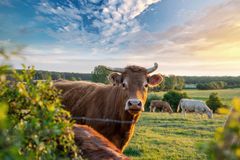 Doplácíme na velikost farem. Dotace nejsou pro obří agroholdingy, říká europoslankyně