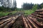 Lesy ČR řeší, kam se dřevem z kůrovcové kalamity. Chtějí ho vyvážet do Číny